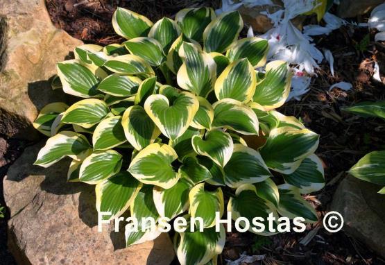 Hosta Queen Josephine